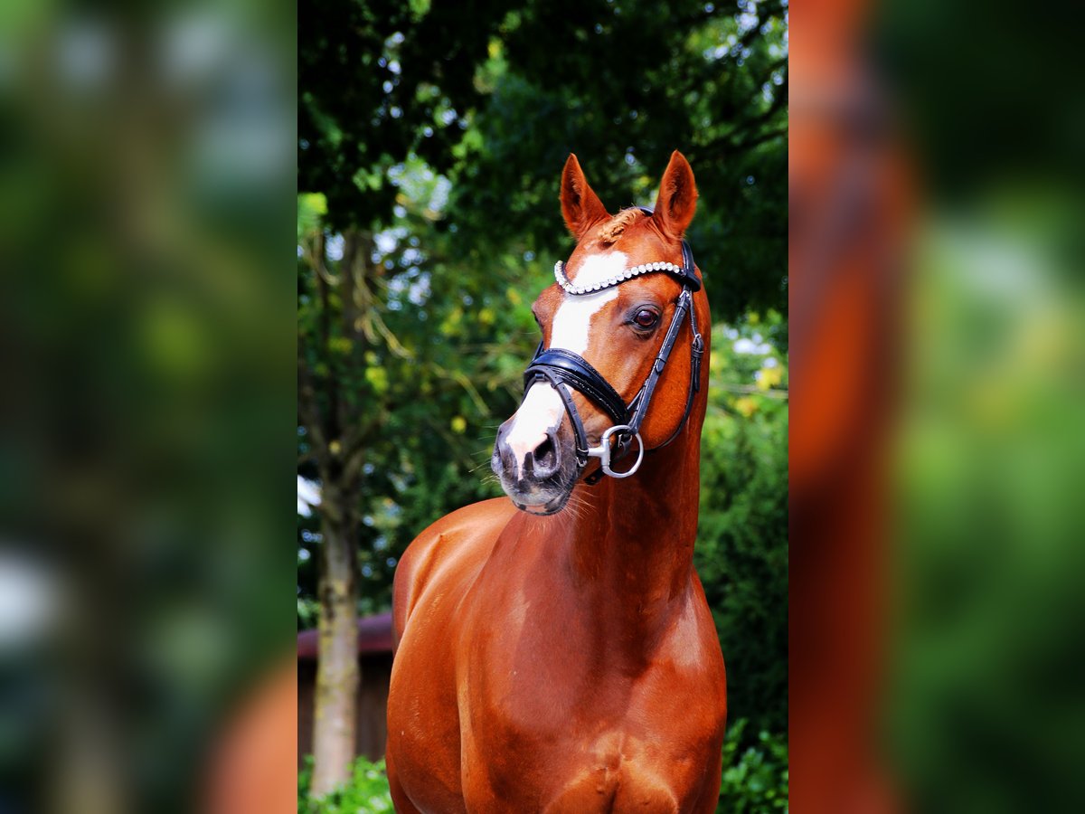 More ponies/small horses Stallion 15 years 14,1 hh Chestnut-Red in Lengerich