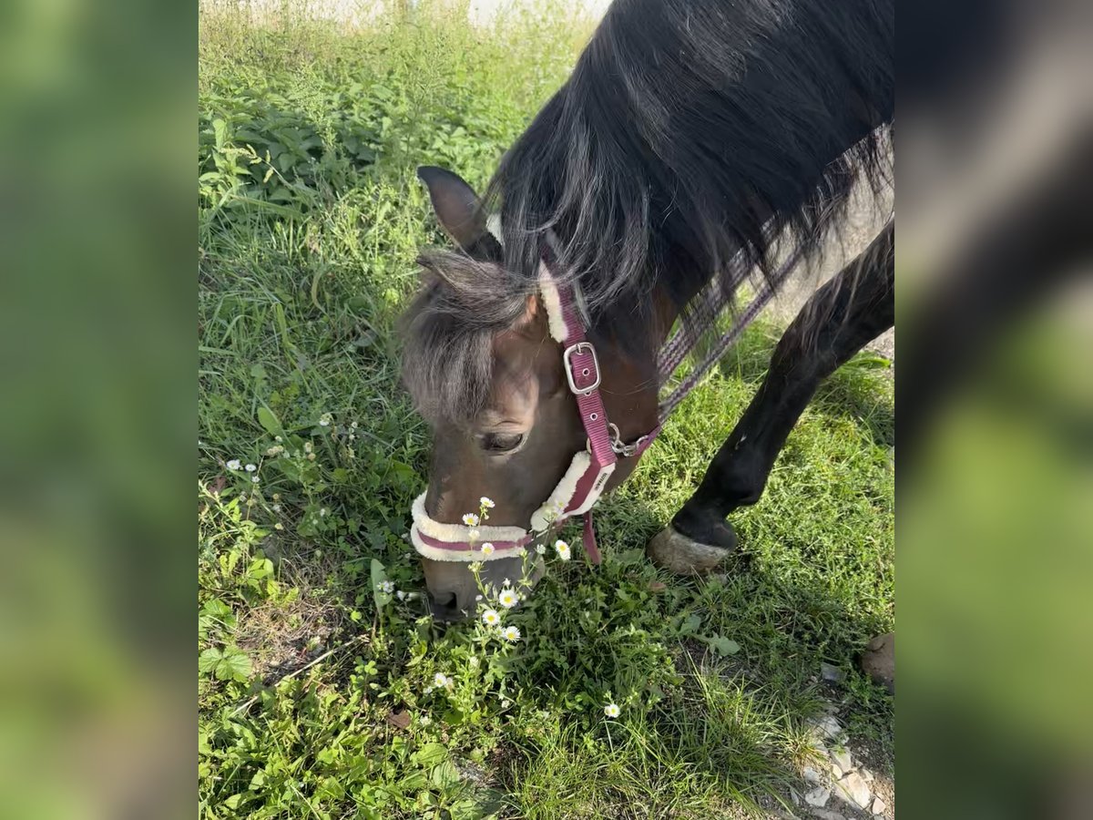 More ponies/small horses Stallion 15 years 14,2 hh Brown in D&#xFC;rnau