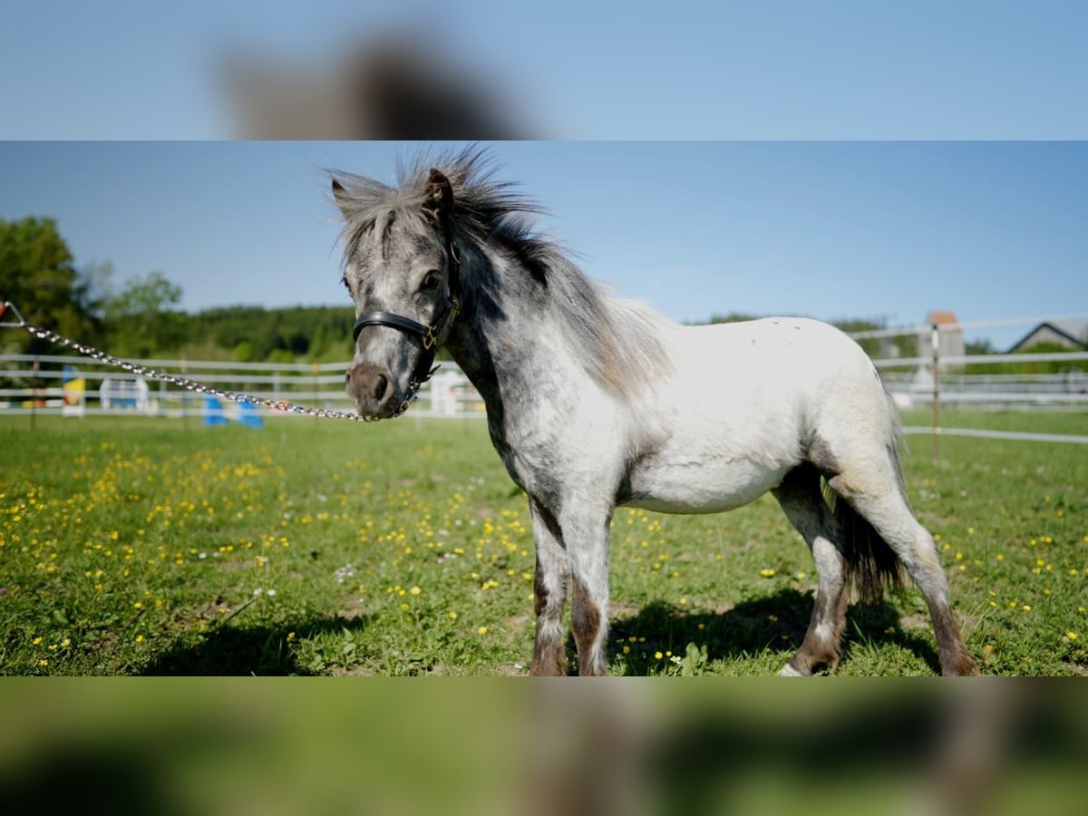 More ponies/small horses Stallion 1 year 8,1 hh Leopard-Piebald in Aitrang