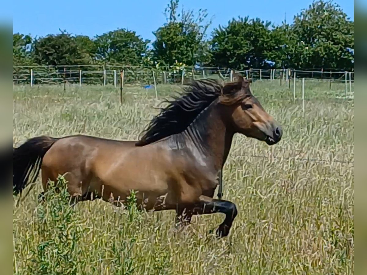 More ponies/small horses Stallion 3 years 11,2 hh Dun in Gram
