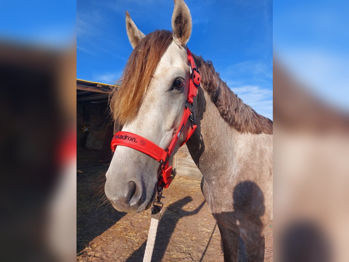 More ponies/small horses Mix Stallion 3 years 14,2 hh Grey-Red-Tan in Zwolle