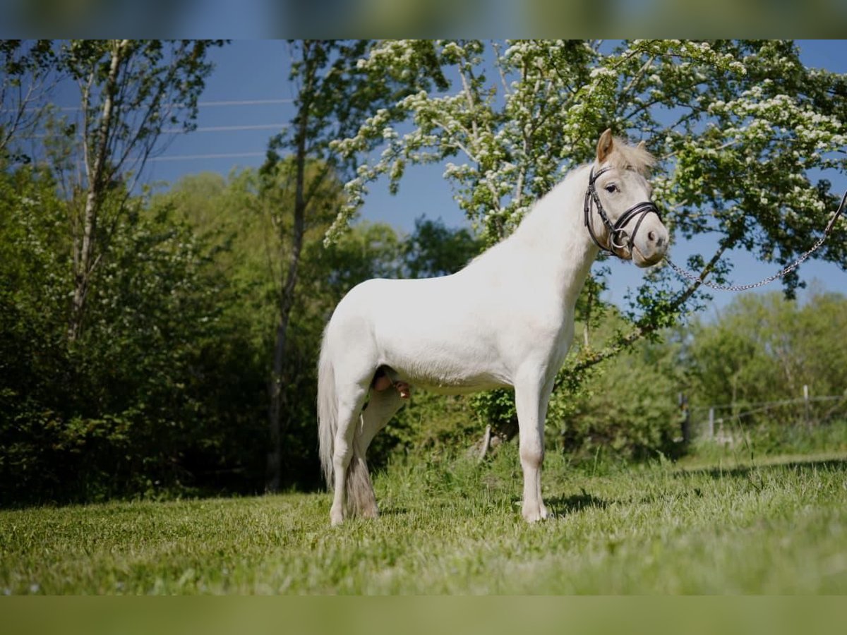 More ponies/small horses Stallion 3 years 9,1 hh Roan-Red in Aitrang