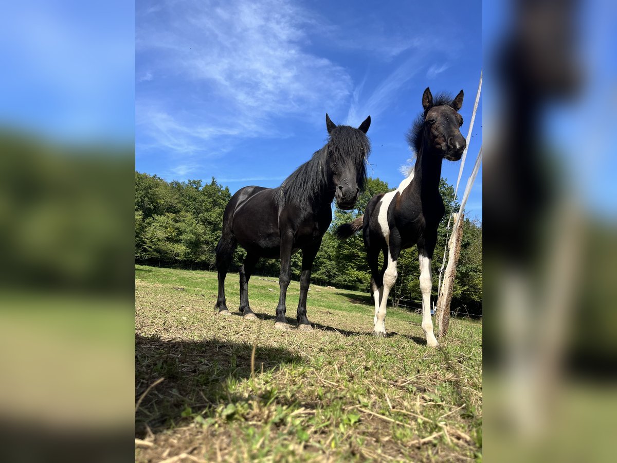 More ponies/small horses Stallion Foal (06/2025) 12,1 hh Pinto in Petitefontaine More ponies/small horses Stallion Foal (06/2025) 12,1 hh Pinto in Petitefontaine