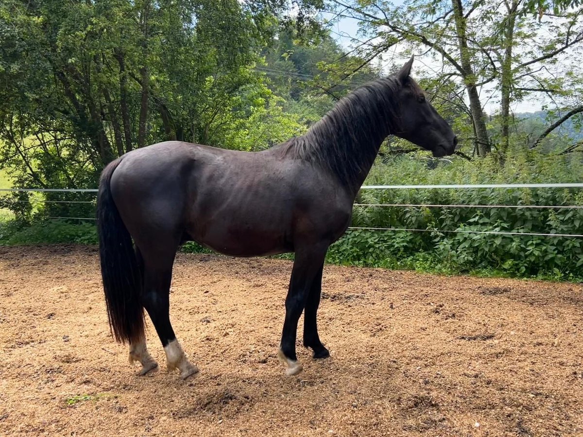 Moritzburg Caballo castrado 2 años 165 cm Negro in Laichingen Machtolsheim