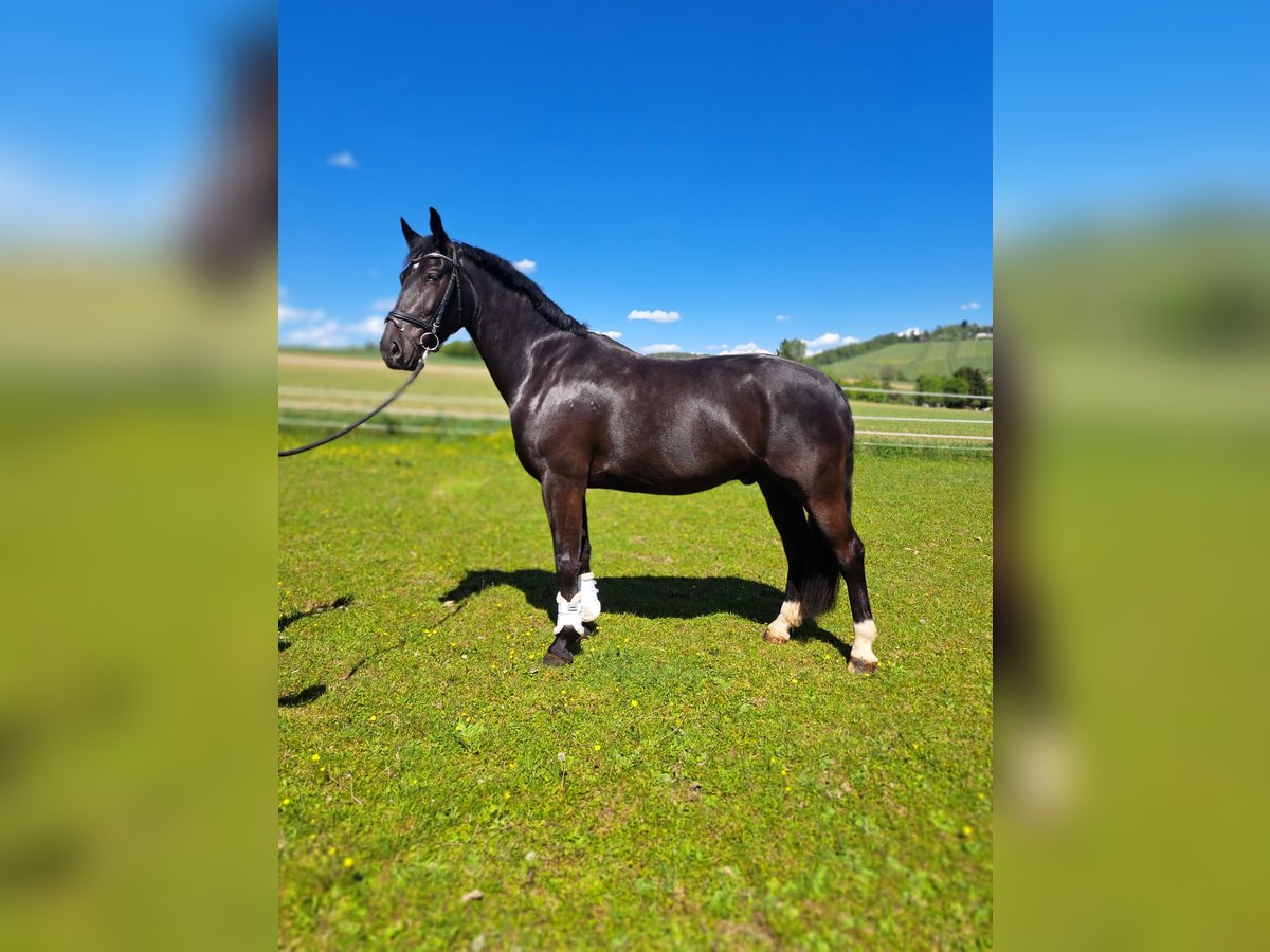 Moritzburg Caballo castrado 4 años 166 cm Negro in Winnenden