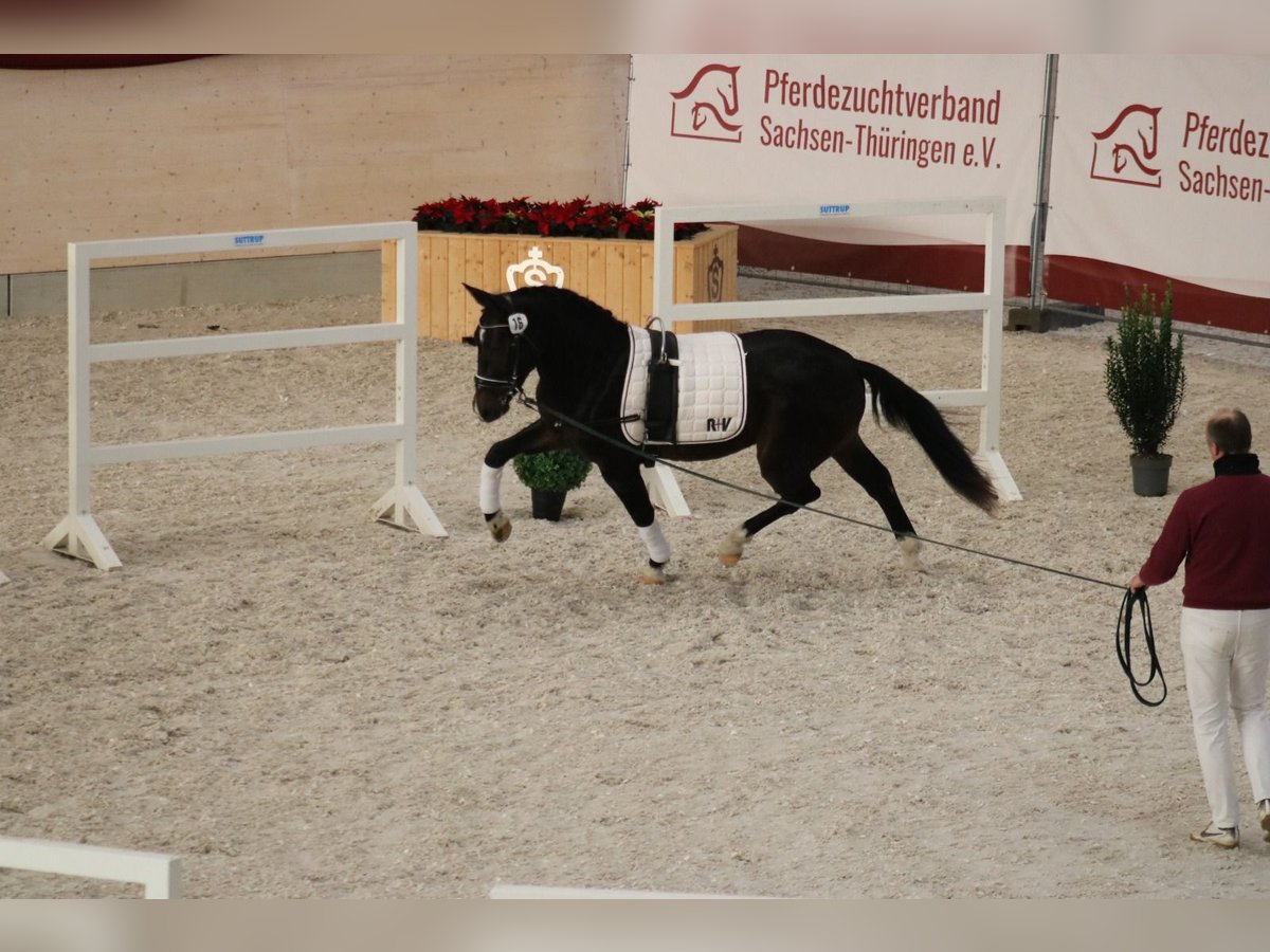 Moritzburg Castrone 2 Anni 161 cm Baio nero in D&#xF6;beln