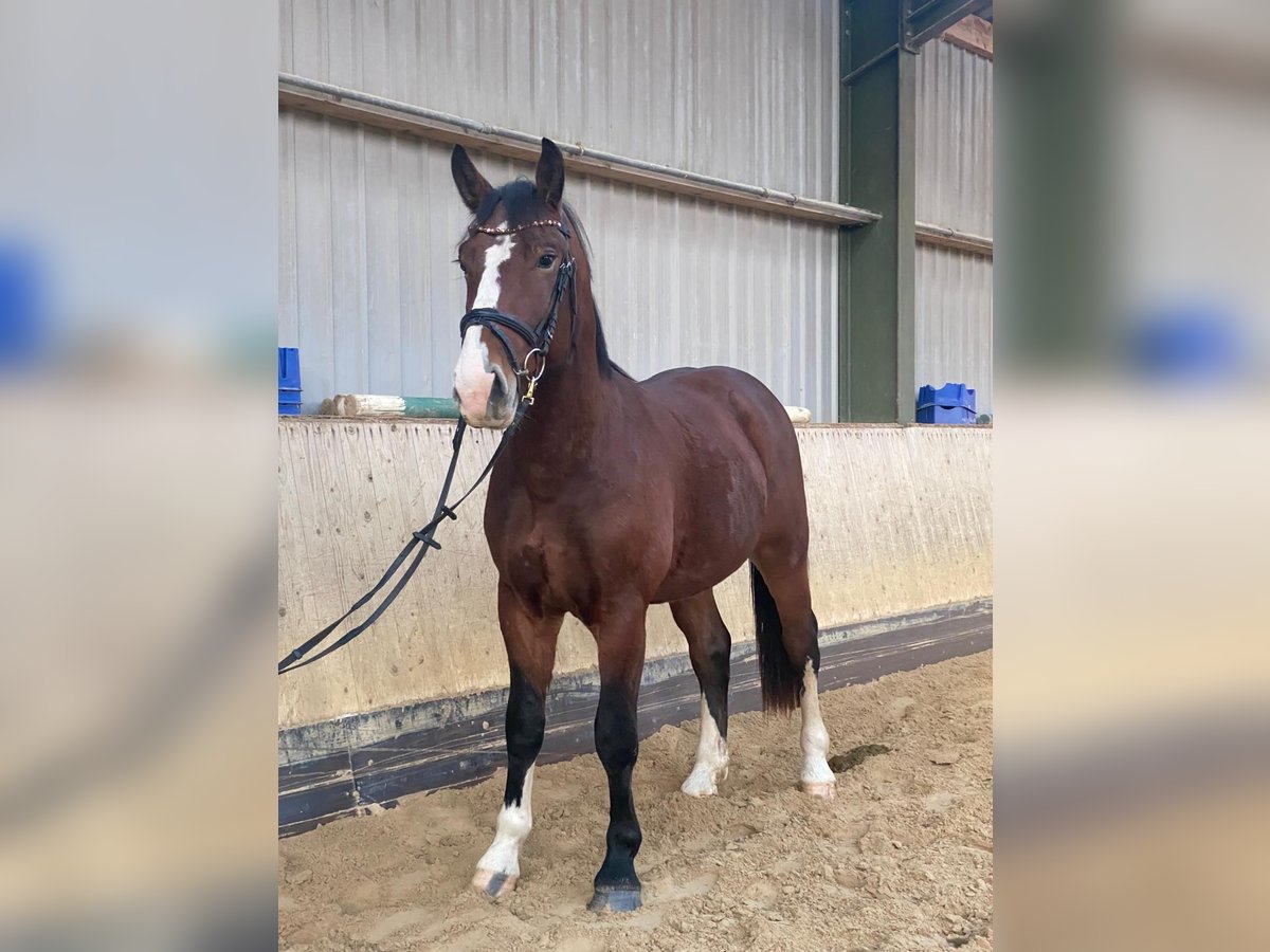 Moritzburg Stallone 2 Anni 163 cm Baio in Hermsdorf