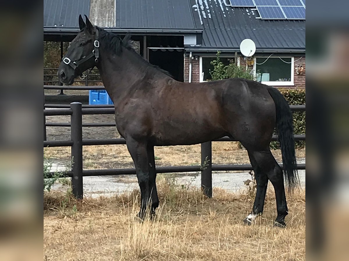 Moritzburger Gelding 16 years 17 hh Black in Sprang-Capelle