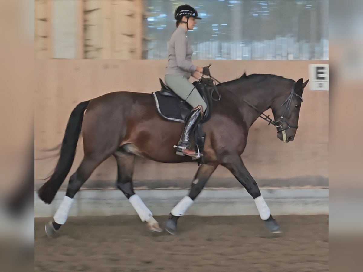 Moritzburger Gelding 7 years 17 hh in Gauting