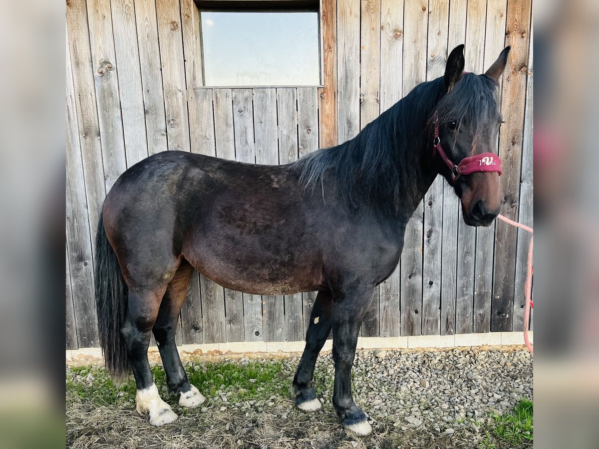 Moritzburger Mix Merrie 2 Jaar 155 cm Bruin in Kirchendemenreuth