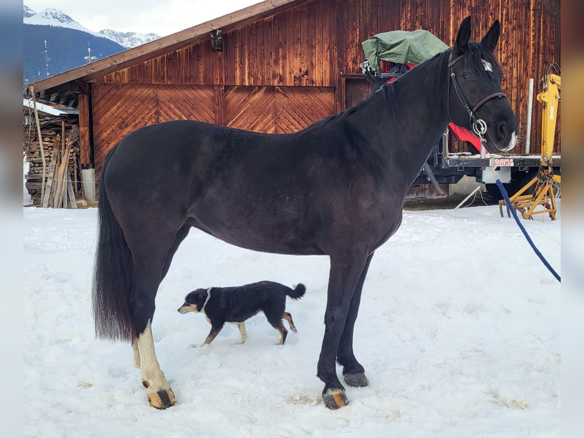 Moritzburger Merrie 5 Jaar 160 cm Zwart in Klosters