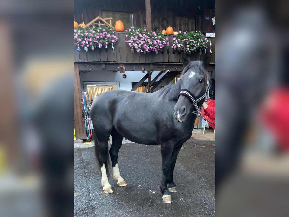 Moritzburger Merrie 5 Jaar 160 cm Zwart in Klosters