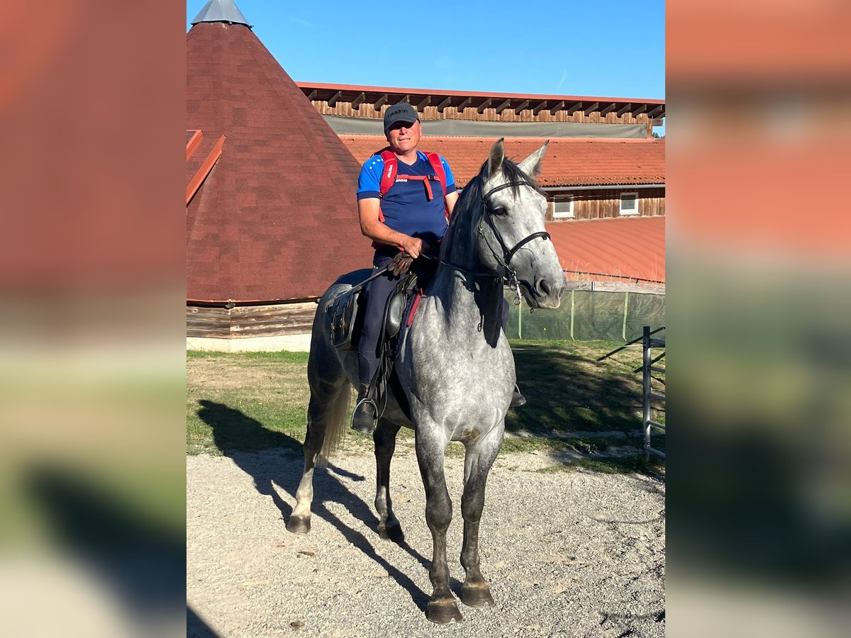 Moritzburger Ruin 6 Jaar 170 cm in Ottenschlag