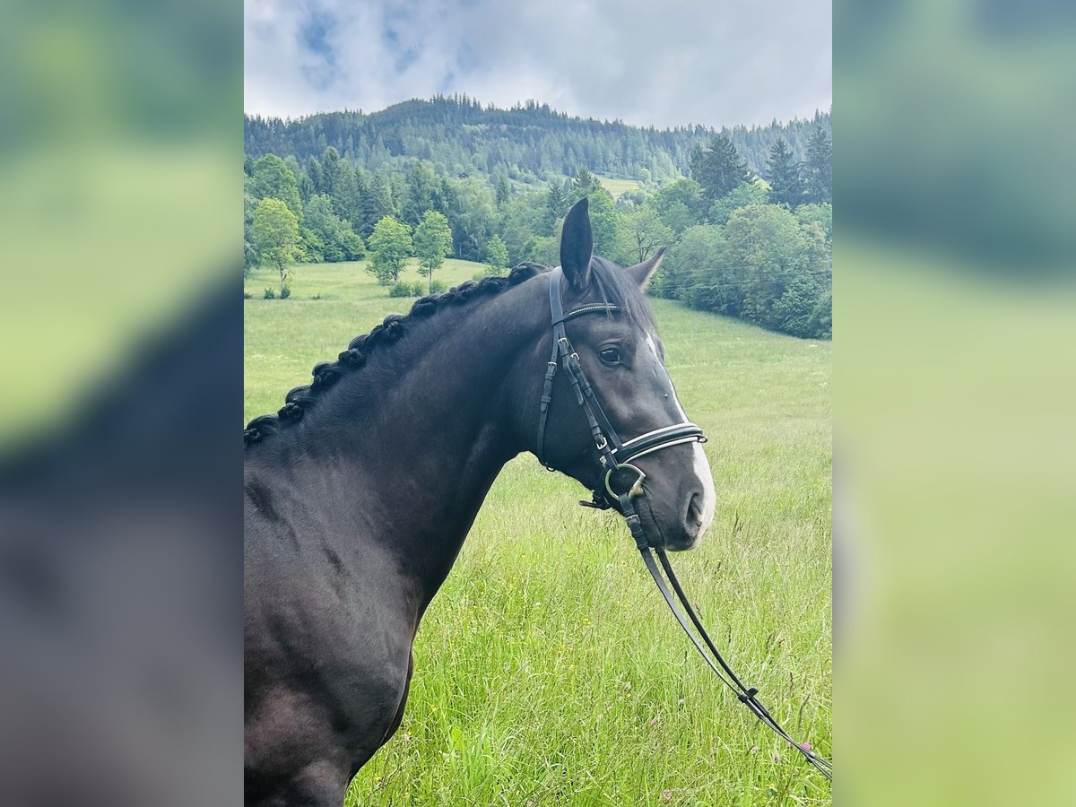 Moritzburger Wallach 4 Jahre 166 cm Rappe in Sankt Veit im Pongau