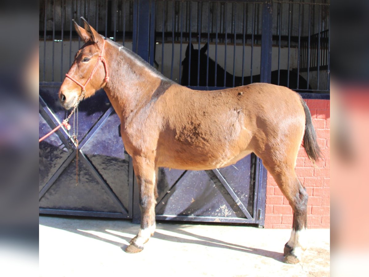 Muł Klacz 4 lat 155 cm Gniada in Vejer de la Frontera