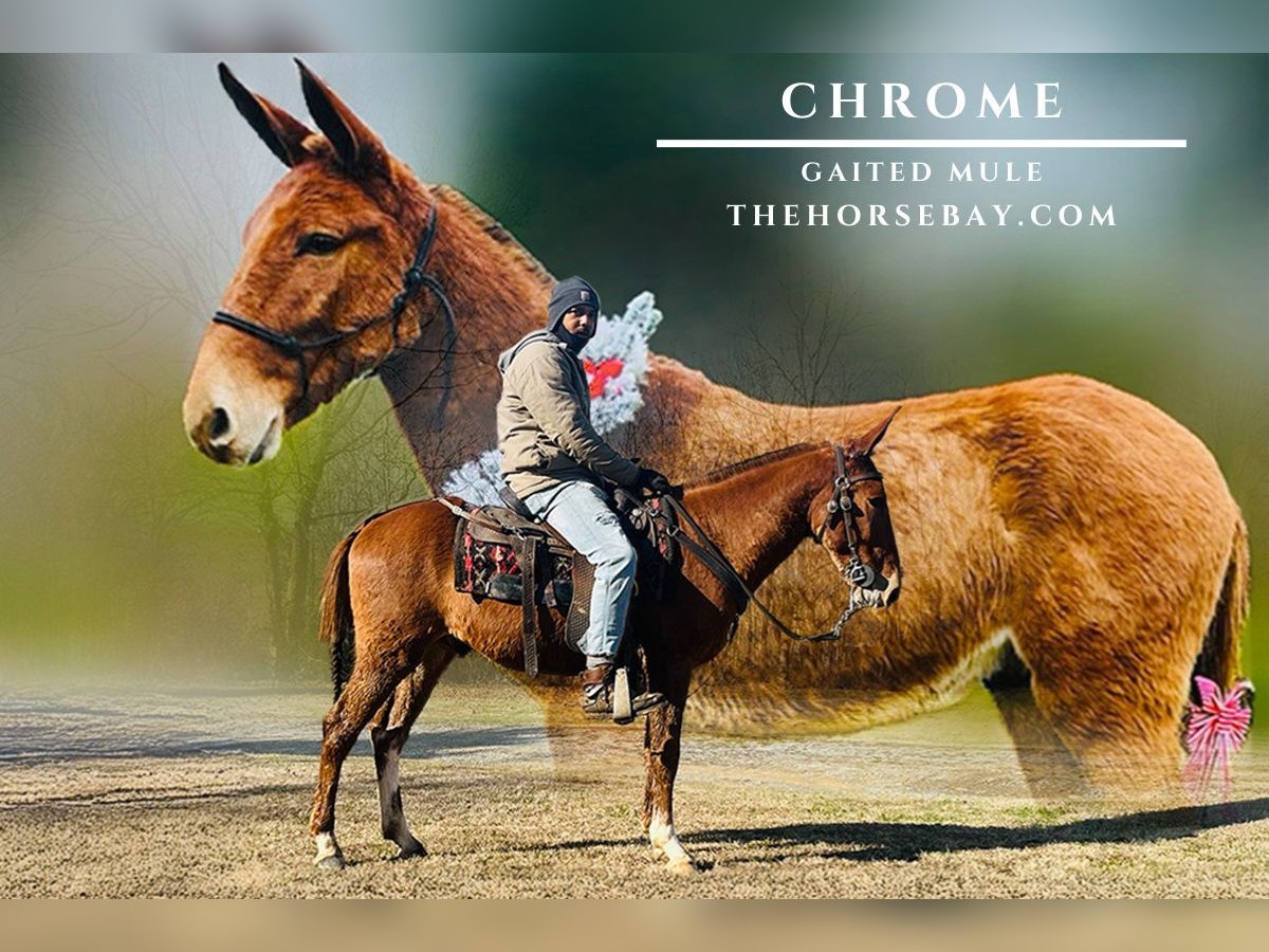 Muł Wałach 5 lat 147 cm Cisawa in Tompkinsville, KY