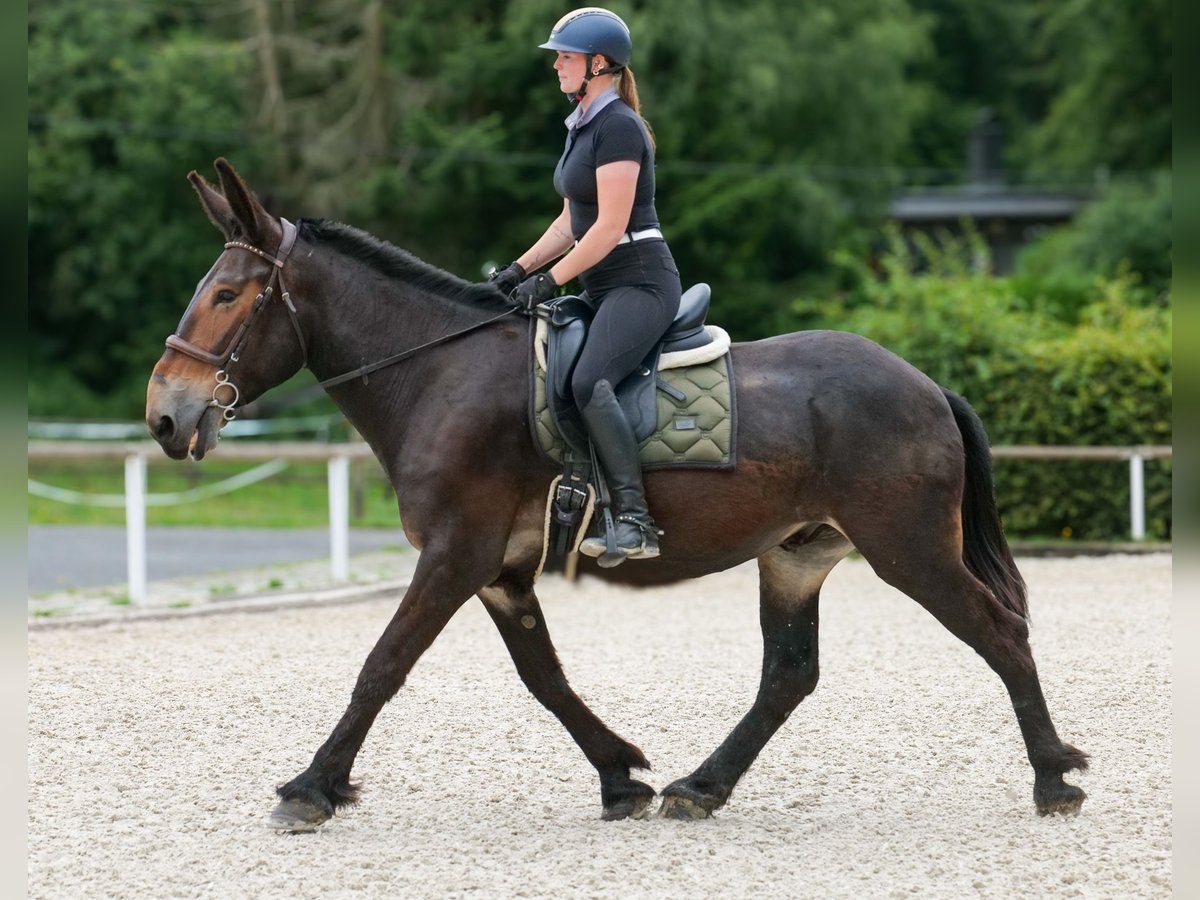 Muł Wałach 6 lat 163 cm Ciemnogniada in Neustadt (Wied)