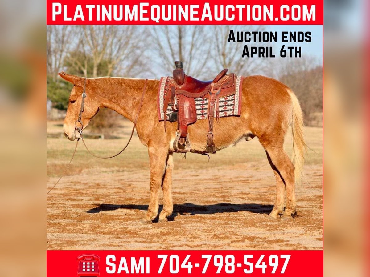 Muł Wałach 7 lat 150 cm in Brooksville KY