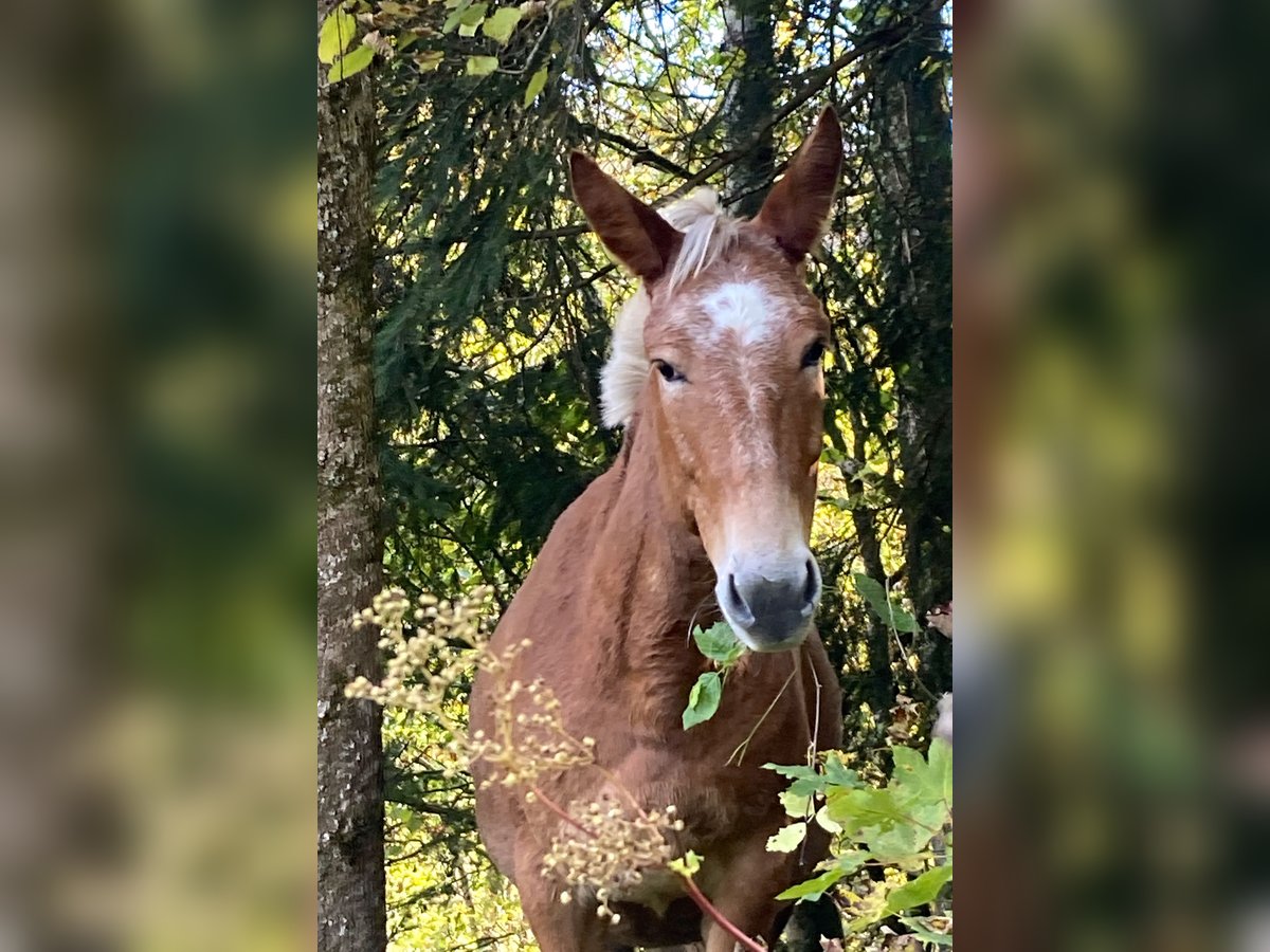 Muildier Merrie 11 Jaar 142 cm Appaloosa in Wila