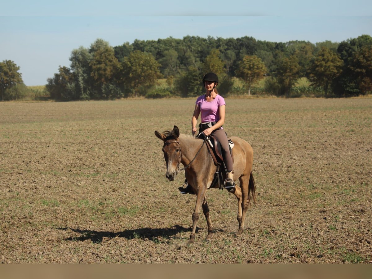 Muildier Merrie 14 Jaar 162 cm Falbe in Stavenhagen