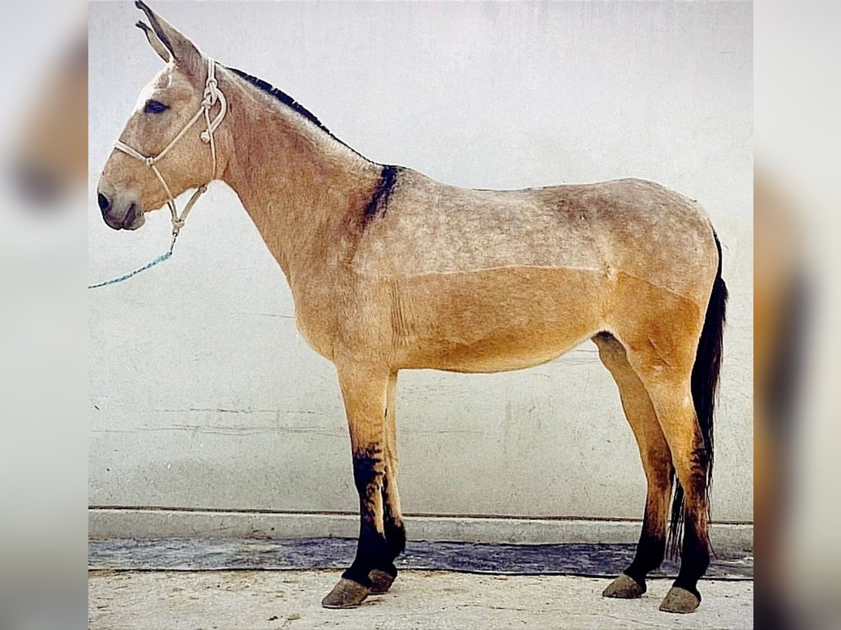 Muildier Merrie 16 Jaar 153 cm Falbe in Jerez De La Frontera