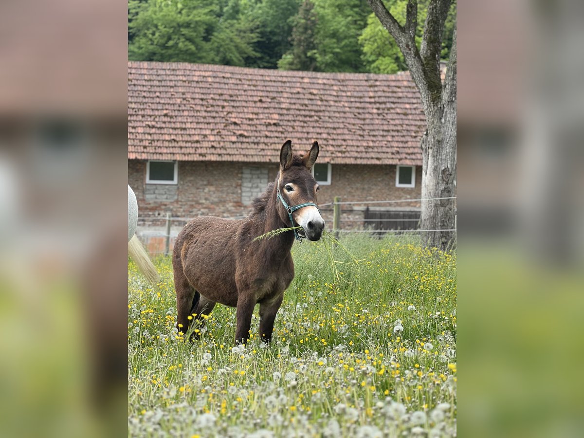 Muildier Merrie 2 Jaar 100 cm Donkerbruin in Bachmanning