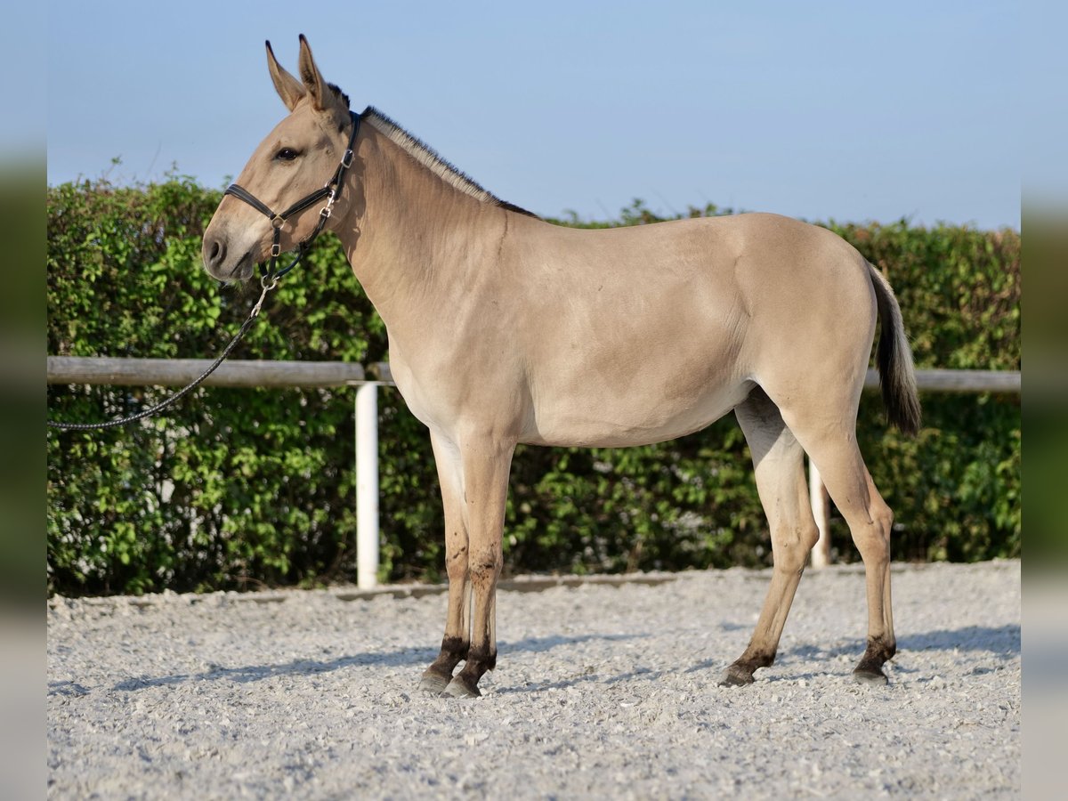 Muildier Merrie 2 Jaar 145 cm Falbe in Neustadt (Wied)