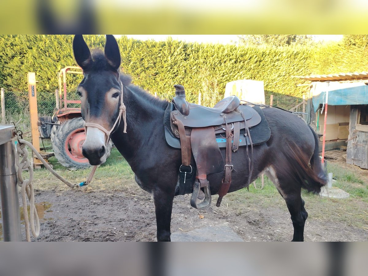 Muildier Merrie 6 Jaar 155 cm Donkerbruin in Campodarsego