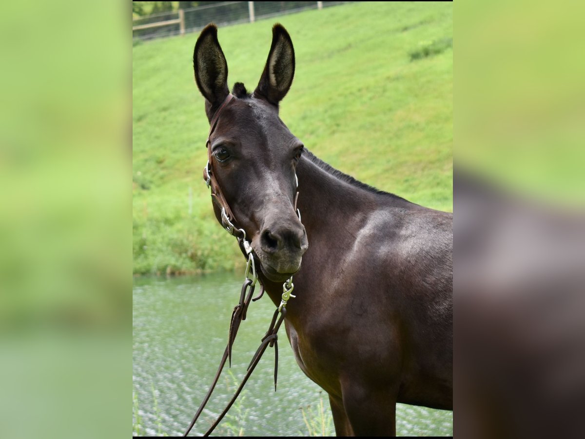 Muildier Mix Merrie 6 Jaar 97 cm Donkerbruin in Fresno, Oh
