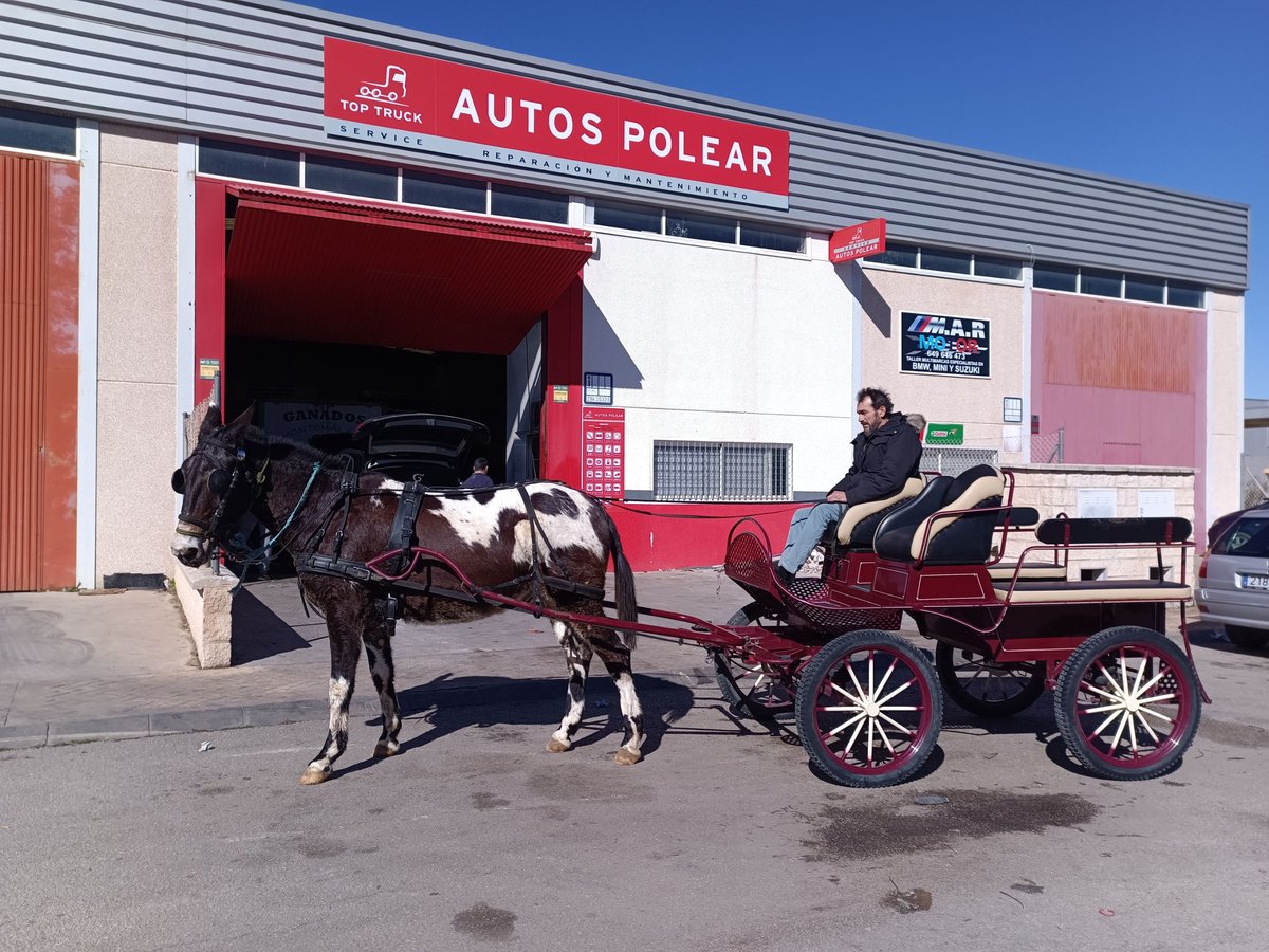 Muildier Ruin 10 Jaar 165 cm Gevlekt-paard in Villanueva Del Trabuco