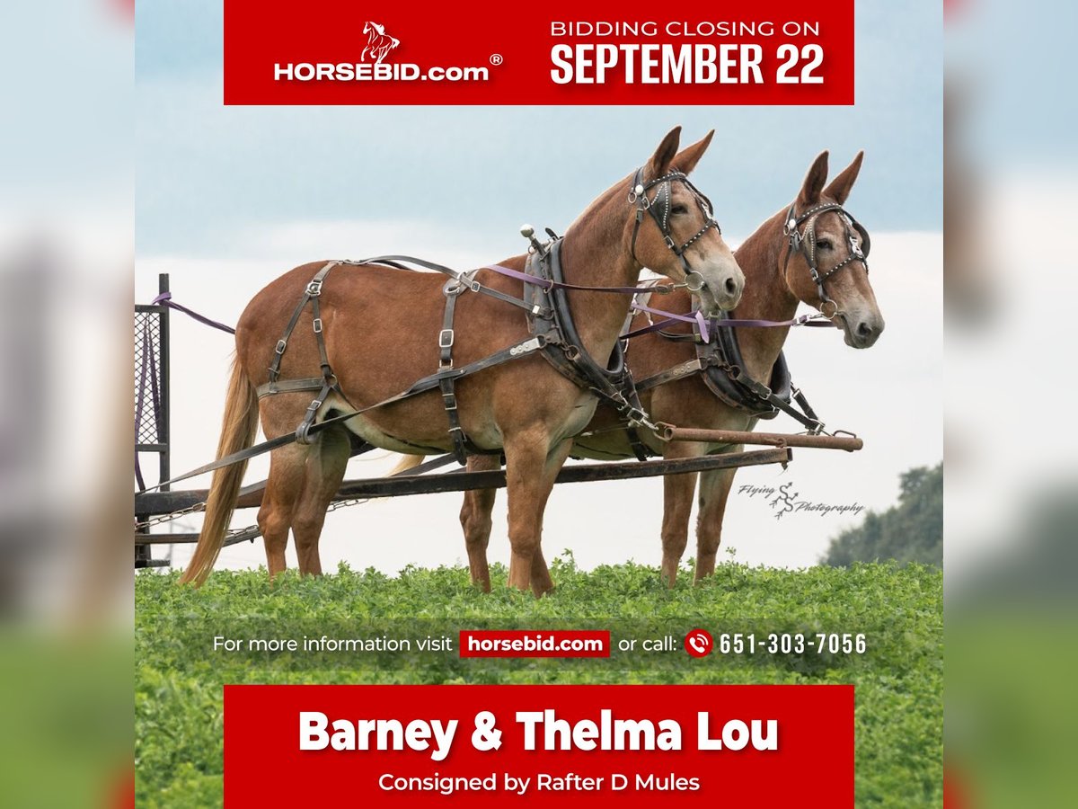 Muildier Ruin 13 Jaar 150 cm in Hastings