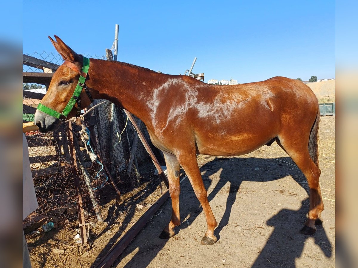 Muildier Ruin 3 Jaar 157 cm Donkere-vos in Sevilla