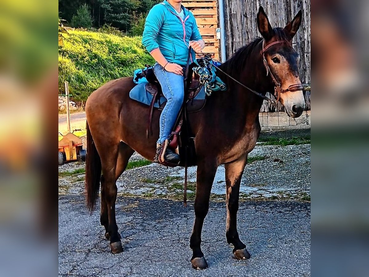 Muildier Ruin 6 Jaar 158 cm Bruin in Ampflwang-im-hausruckwald