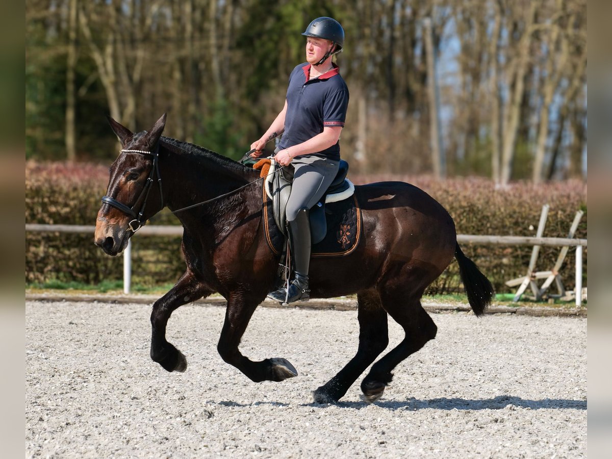 Muildier Ruin 6 Jaar 163 cm Donkerbruin in Neustadt (Wied)