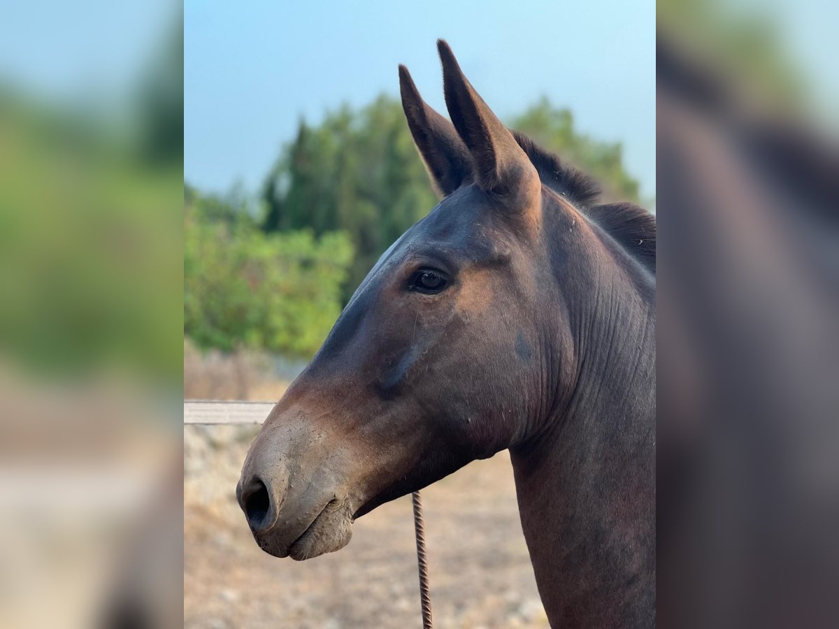Muildier Ruin 7 Jaar 145 cm Bruin in Llucmajor
