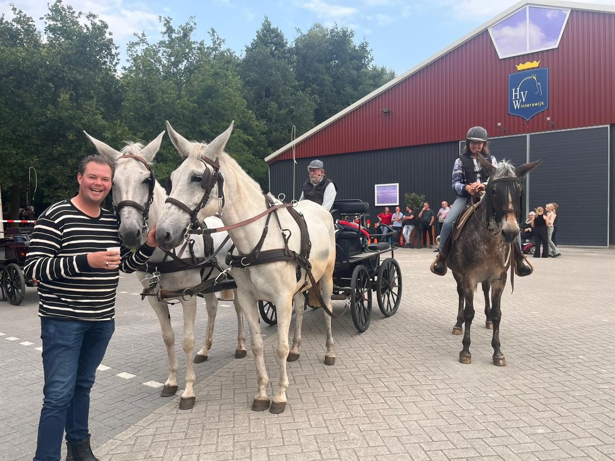 Muildier Ruin 9 Jaar 161 cm Schimmel in Aalten
