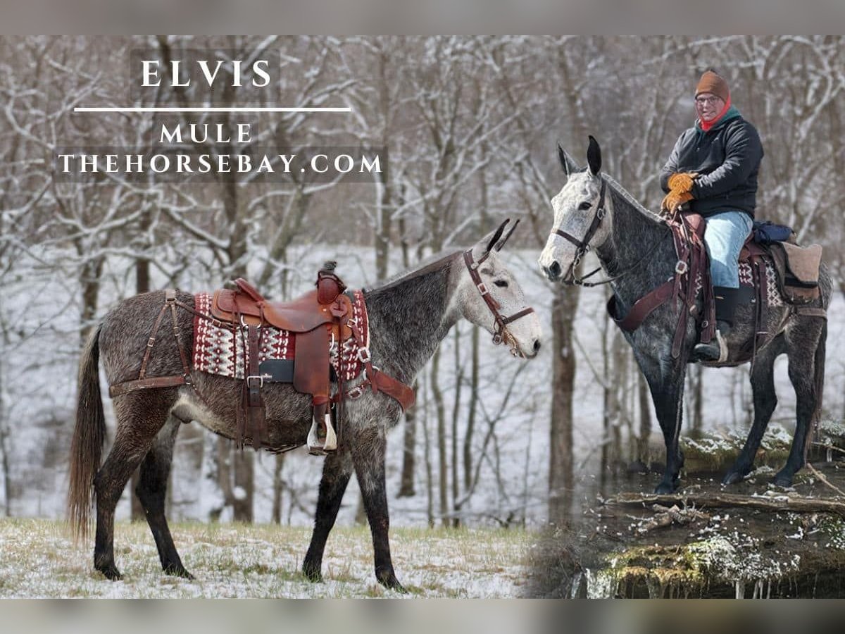 Muł Wałach 7 lat 152 cm Siwa in Tompkinsville, KY