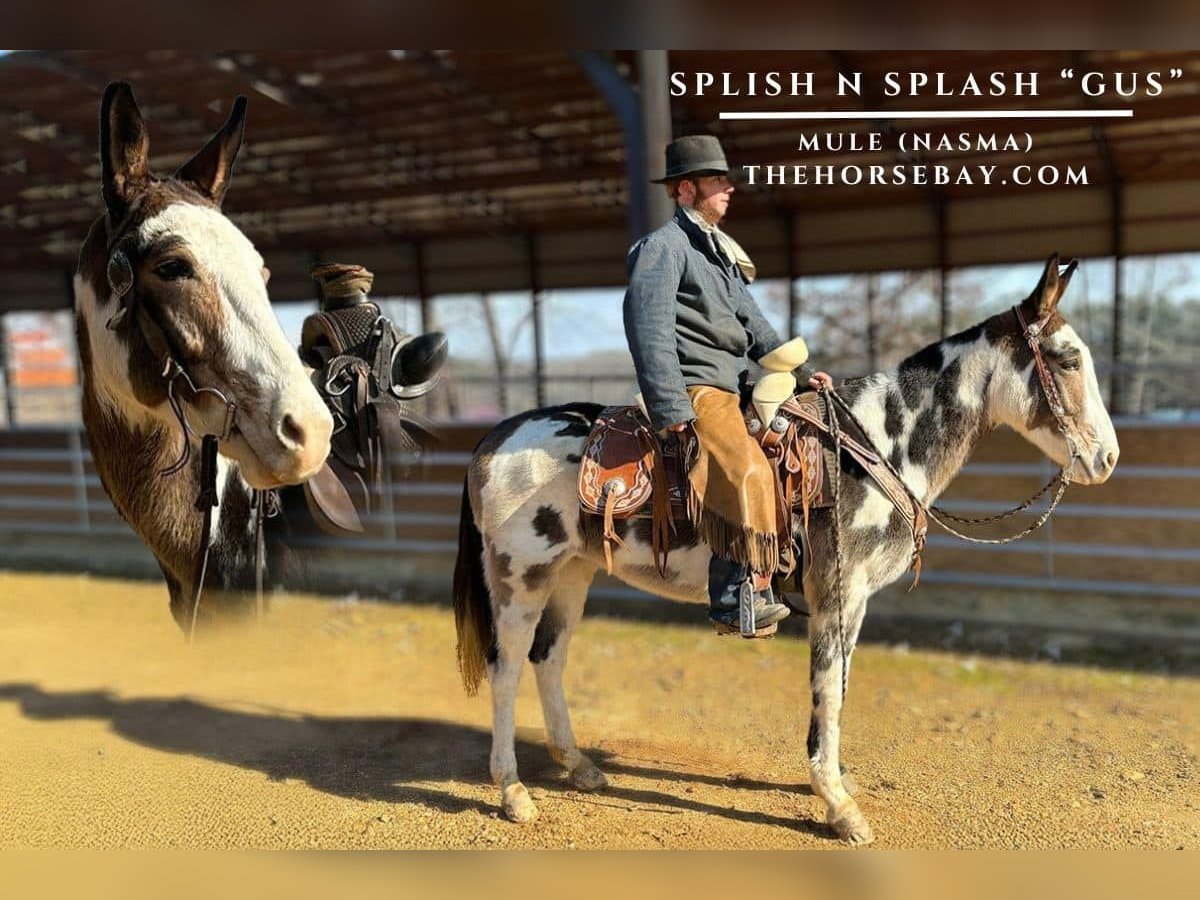 Muł Wałach 8 lat 147 cm Tobiano wszelkich maści in Buchanan, TN