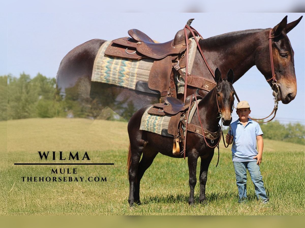 Mula Sto 5 år 147 cm in Strunk, KY