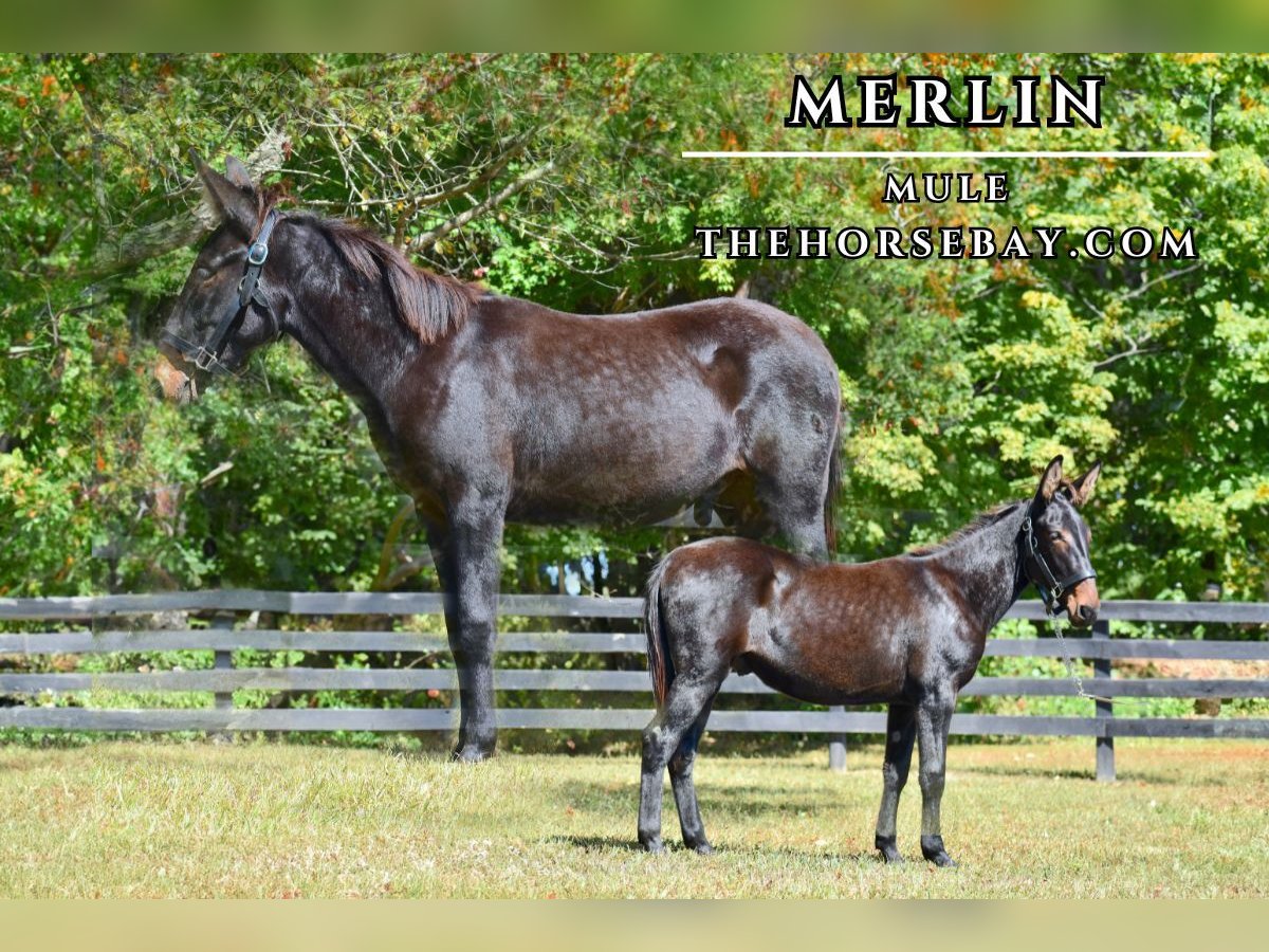 Mula Valack 1 år 135 cm Svart in Pendleton, KY