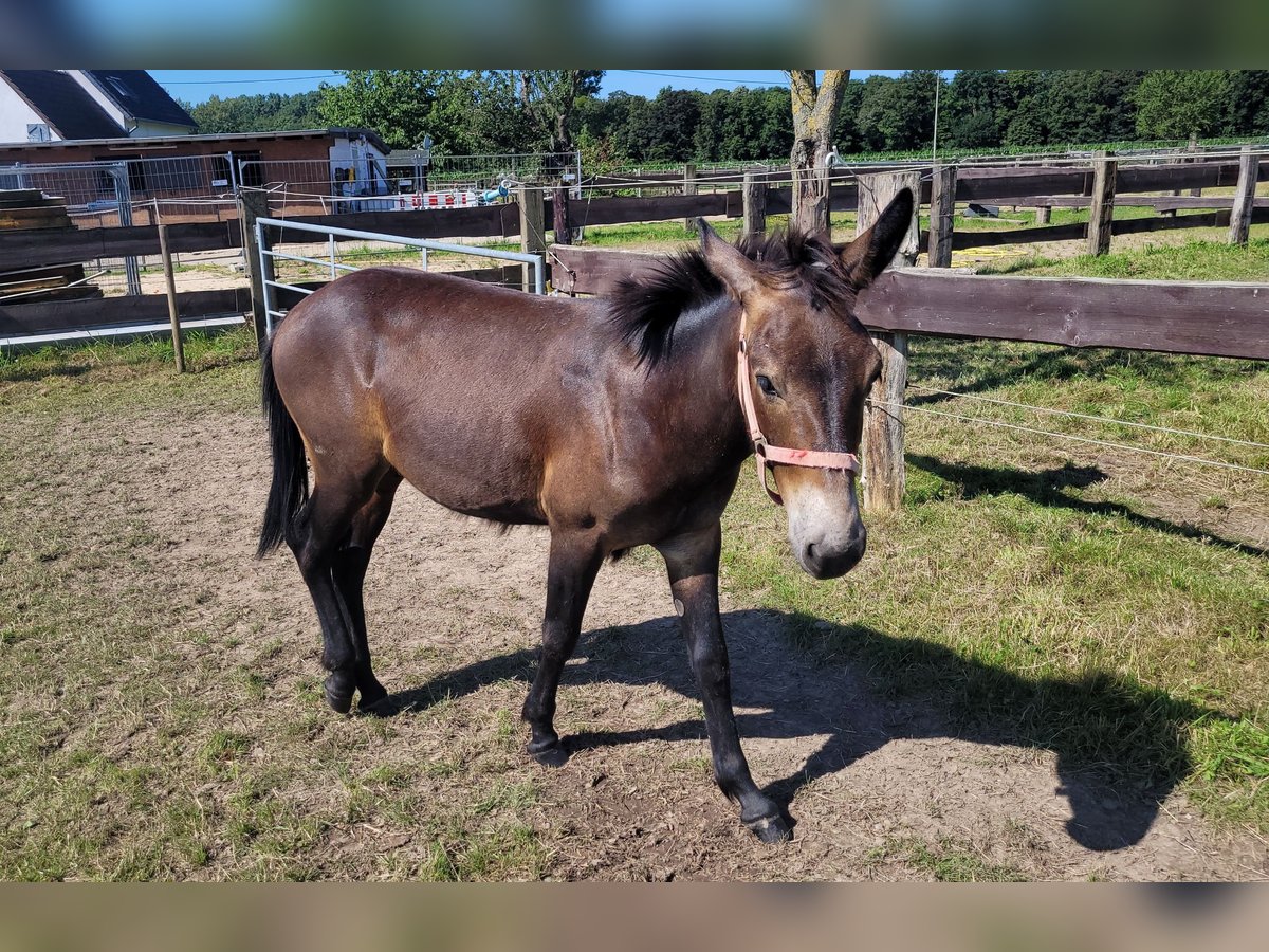 Mula Valack 1 år 140 cm Kan vara vit in Korschenbroich