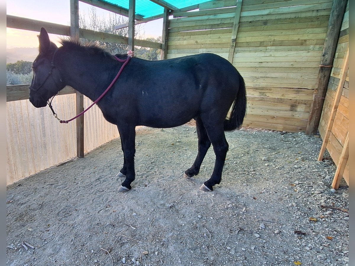 Mule Gelding 10 years 14 hh Black in Colli al Metauro