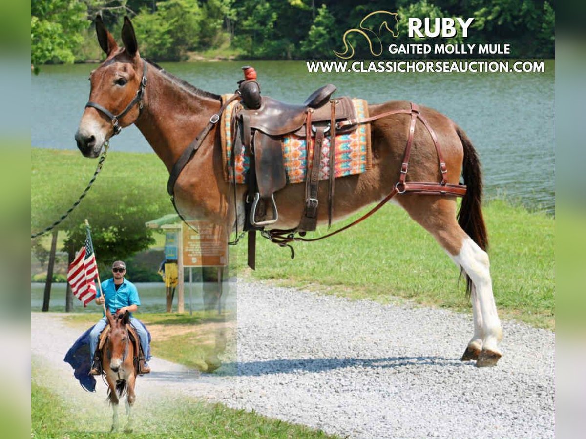 Mule Gelding 11 years 15 hh Bay in Tompkinsville, KY