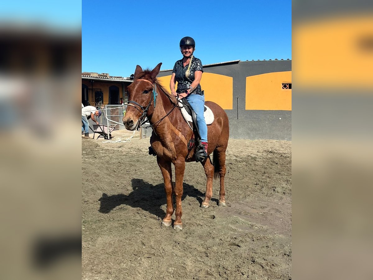 Mule Gelding 11 years 16 hh Chestnut-Red in EL Sauzal