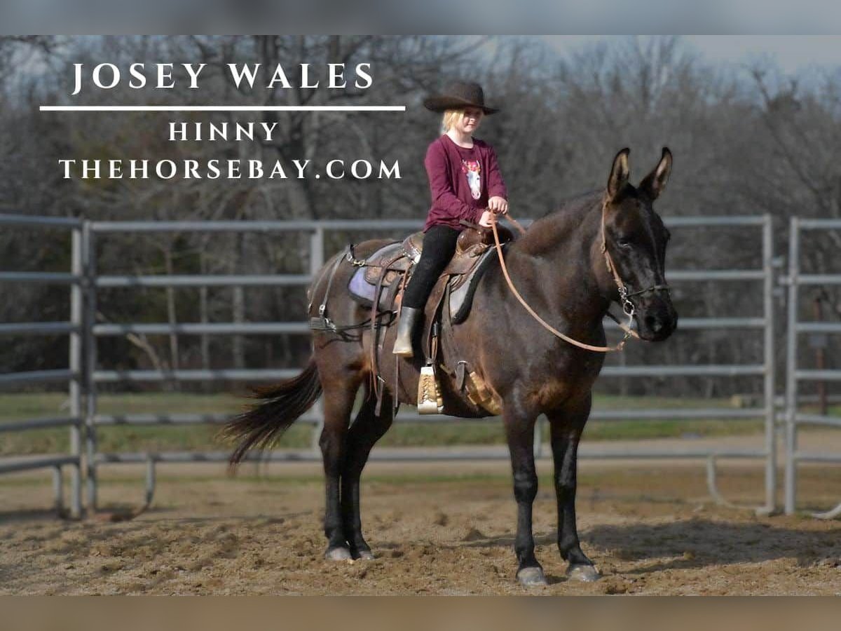 Mule Gelding 11 years Grullo in Antlers, OK