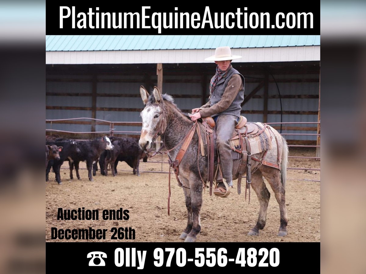 Mule Gelding 12 years 12,2 hh Roan-Bay in Nunn, CO