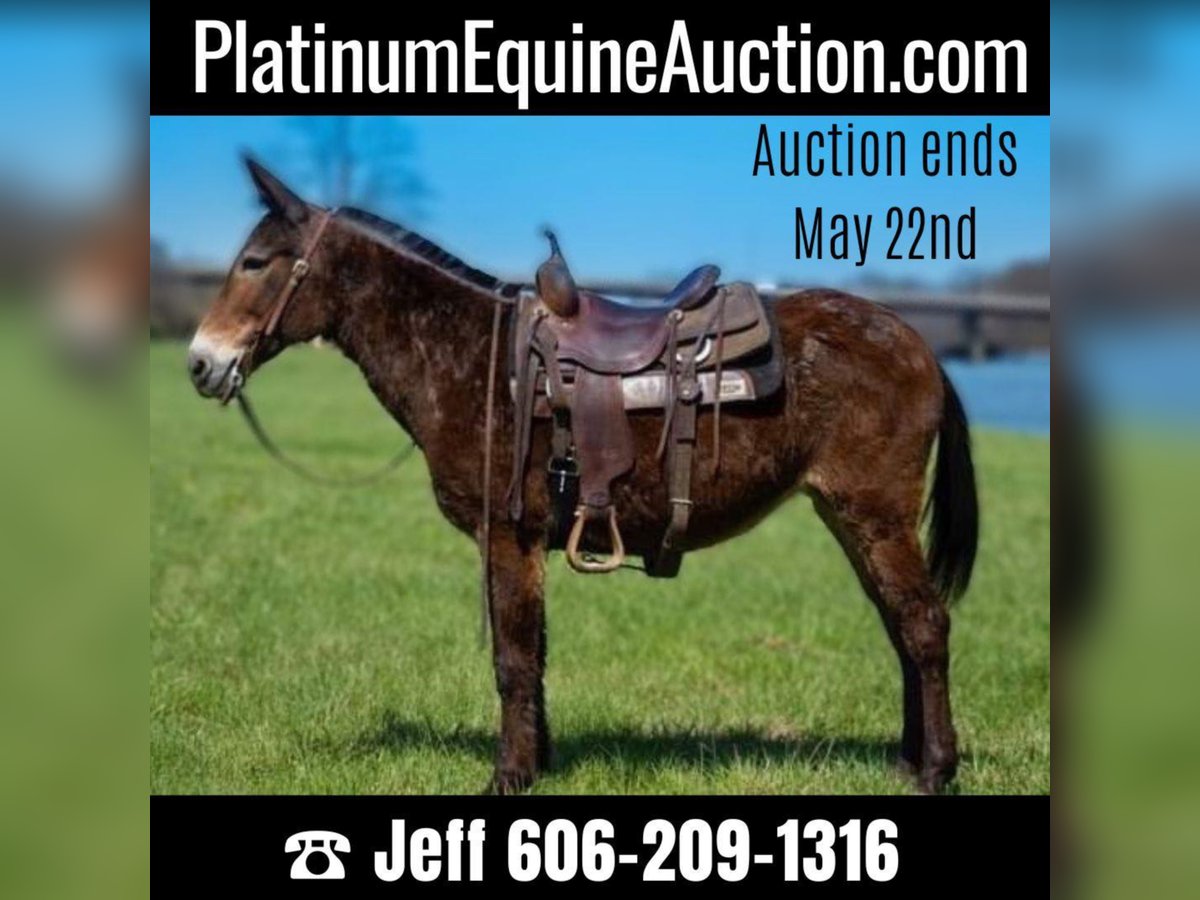 Mule Gelding 12 years 14,2 hh Bay in Middletown OH
