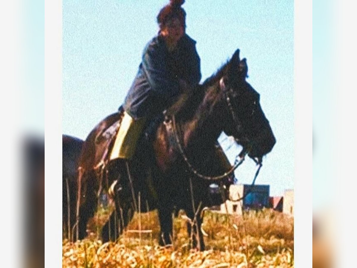 Mule Gelding 12 years 14,2 hh Smoky-Black in Groningen