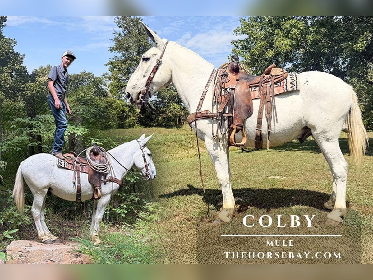 Mule Gelding 12 years 15,1 hh Grey-Fleabitten in Willow Springs, MO