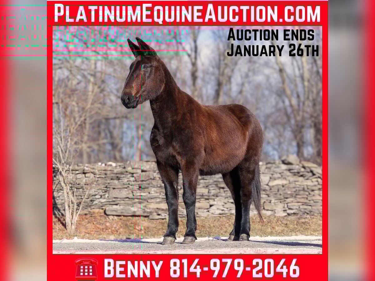 Mule Gelding 12 years 15,3 hh Black in EVERETT, PA